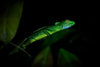 Bazilisek zeleny - Basiliscus plumifrons - Green Basilisk 3542